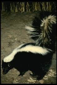 http://www.exzooberance.com/virtual%20zoo/they%20walk/skunk/skunk.htm